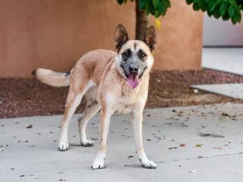 GOLDY -  Mixed Breed Dog for Adoption in Santa Fe, New Mexico - GOLDY | PetCurious