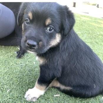 Stuart -  Golden Retriever and Cattle Dog Dog for Adoption in Larkfield-wikiup, California - Stuart | PetCurious