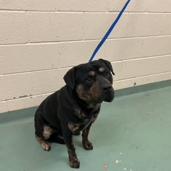 Mixed Breed Dogs Available for Adoption in Memphis, Tennessee - Roadie | PetCurious