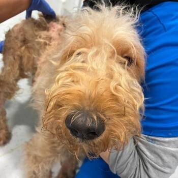 Scuppers -  Poodle and Mixed Breed Dog for Adoption in Northbrook, Illinois - Scuppers | PetCurious