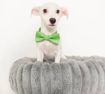 Salt -  Chihuahua Dog for Adoption in Phoenix, Arizona - Salt | PetCurious
