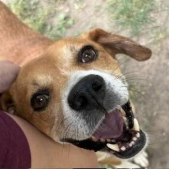 Jake Ryan+ -  Mixed Breed Dog for Adoption in Elk Grove Village, Illinois - Jake Ryan+ | PetCurious