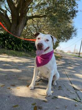 Labrador Retriever and Pit Bull Terrier Dogs Available for Adoption in Silsbee, Texas - Janice Joplin (BPA CROSS POST) | PetCurious
