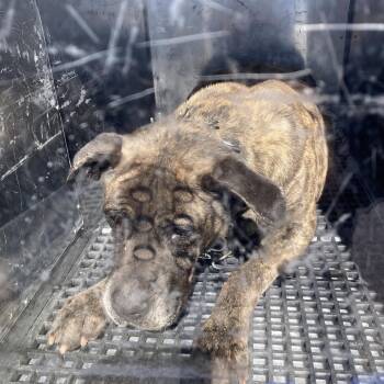 Mixed Breed Dogs Available for Adoption in Philadelphia, Pennsylvania - Tiger | PetCurious