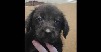 Bruce -  Terrier Dog for Adoption in Papillion, Nebraska - Bruce | PetCurious