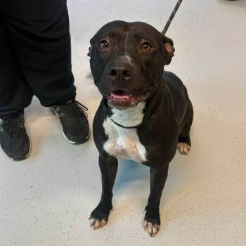 Mixed Breed Dogs Available for Adoption in Huntington, West Virginia - Walkers | PetCurious