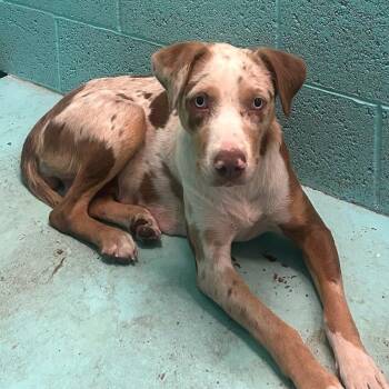 Sakura -  Catahoula Leopard Dog and Mixed Breed Dog for Adoption in Kanab, Utah - Sakura | PetCurious