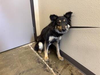 German Shepherd Dog and Mixed Breed Dogs Available for Adoption in Ontario, California - THOR | PetCurious