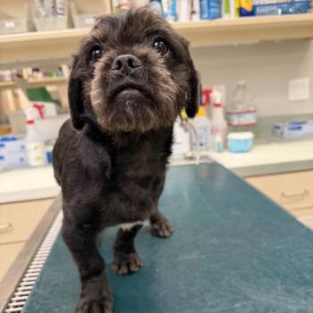 WAGS-Stray-21873_2 -  Terrier Dog Available for Adoption in Westminster, California - WAGS-Stray-21873_2 | PetCurious