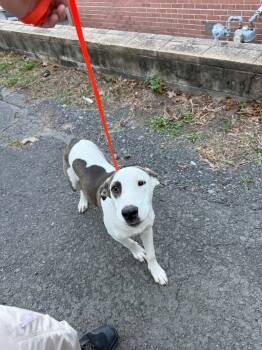 Rescue Jack Russell Terrier and Mixed Breed Dogs for Adoption in Sherwood, Arkansas - Lucky | PetCurious