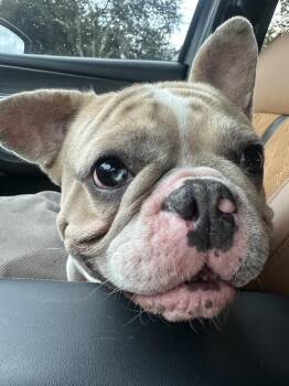 Squishy -  American Bulldog Dog for Adoption in Lakeland, Florida - Squishy | PetCurious
