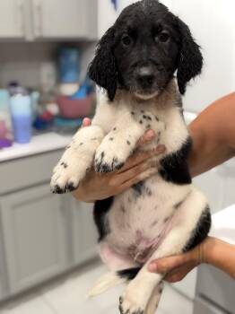 Bear -  Labradoodle Dog for Adoption in Maitland, Florida - Bear | PetCurious