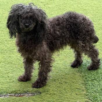Kitty 7738 -  Poodle and None Dog for Adoption in Loxahatchee Groves, Florida - Kitty 7738 | PetCurious