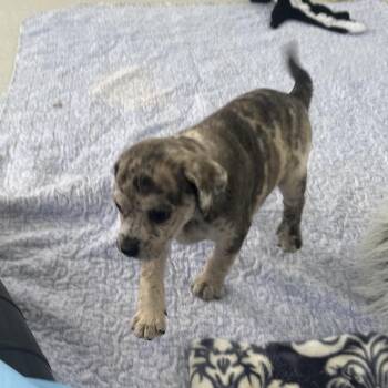 Nelson 6304 -  Mixed Breed Dog for Adoption in Loxahatchee Groves, Florida - Nelson 6304 | PetCurious