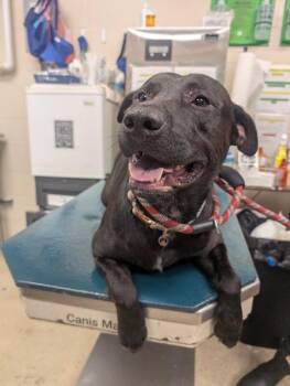 Buddy -  Pit Bull Terrier Dog for Adoption in Mobile, Alabama - Buddy | PetCurious