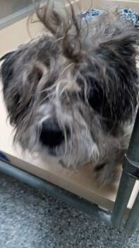 Sammie -  Terrier and Mixed Breed Dog for Adoption in Burgaw, North Carolina - Sammie | PetCurious