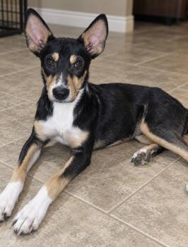 LEO (BNY) -  Black And Tan Coonhound Dog for Adoption in Klein, Texas - LEO (BNY) | PetCurious