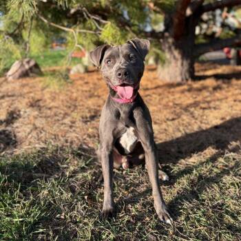 Otis -  Pit Bull Terrier and Great Dane Dog for Adoption in Fargo, North Dakota - Otis | PetCurious