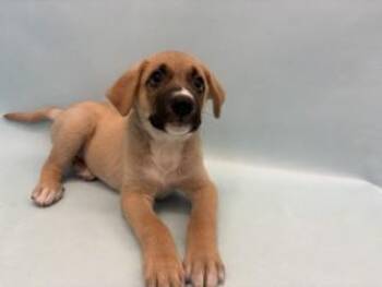 Gilbert -  Labrador Retriever and Mixed Breed Dog for Adoption in Minneapolis, Minnesota - Gilbert | PetCurious