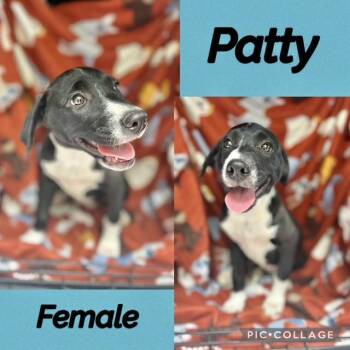 Labrador Retriever Dogs Available for Adoption in Manchester, Connecticut - Patty | PetCurious