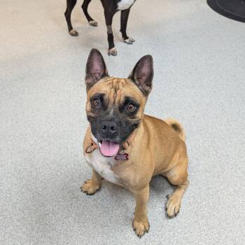Alfie -  French Bulldog and Pug Dog for Adoption in Wheeling, Illinois - Alfie | PetCurious