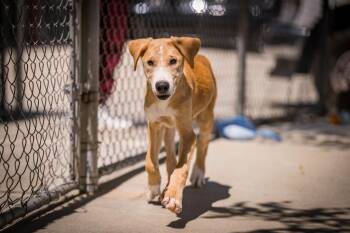Leroy -  Hound and Labrador Retriever Dog for Adoption in Twentynine Palms, California - Leroy | PetCurious