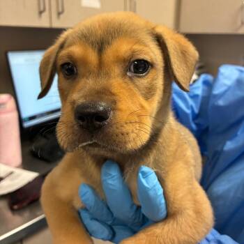 Shepherd Dogs Available for Adoption in San Antonio, Texas - Jermane | PetCurious