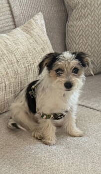 Rescue Dachshund and Jack Russell Terrier Dogs for Adoption in Westminster, Maryland - Puppy Arlo | PetCurious