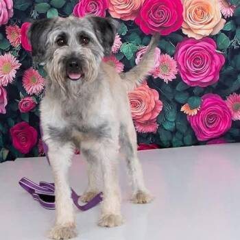BK -  Mixed Breed Dog for Adoption in Fredericksburg, Virginia - BK | PetCurious