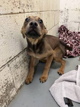 Gator -  Labrador Retriever Dog for Adoption in Rowlett, Texas - Gator | PetCurious