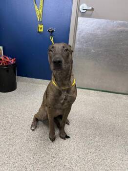 A186235 -  Catahoula Leopard Dog and Mixed Breed Dog for Adoption in Pasadena, Texas - A186235 | PetCurious