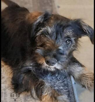 NACHO -  Terrier Dog for Adoption in Schnecksville, Pennsylvania - NACHO | PetCurious