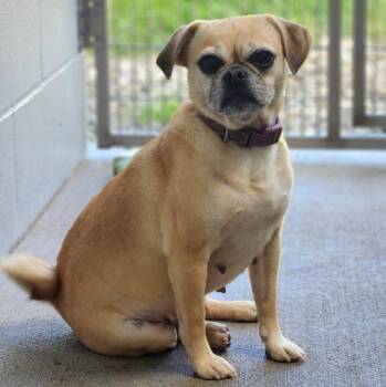 Enchantress -  Pug Dog for Adoption in New Philadelphia, Ohio - Enchantress | PetCurious