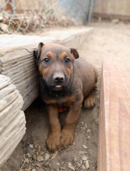 Doberman Pinscher and Mixed Breed Dogs Available for Adoption - Calvin | PetCurious