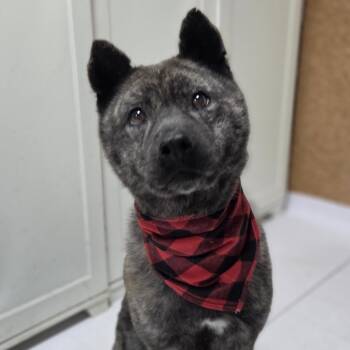 Rescue Jindo Dogs for Adoption in Johns Creek, Georgia - Changhee | PetCurious