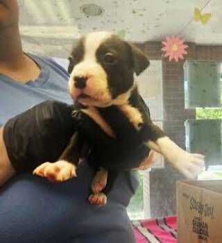 Asia -  Mixed Breed Dog for Adoption in Nashville, Tennessee - Asia | PetCurious