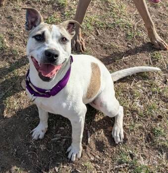 Rescue Terrier Dogs for Adoption in La Feria, Texas - Mocha | PetCurious