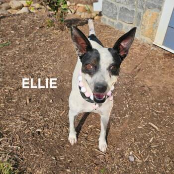 Ellie -  Mixed Breed Dog for Adoption in Madisonville, Tennessee - Ellie | PetCurious