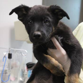 Shepherd and Australian Shepherd Dogs Available for Adoption in Cleveland, Mississippi - Key Lime Pie | PetCurious