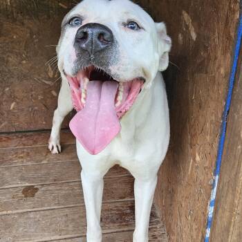 Rescue Terrier Dogs for Adoption in Reeds Spring, Missouri - Vicki | PetCurious