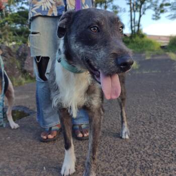 Mixed Breed Dogs Available for Adoption - Murphy | PetCurious