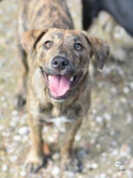 Rescue Labrador Retriever and Hound Dogs for Adoption in Conroe, Texas - Iris (Ruth