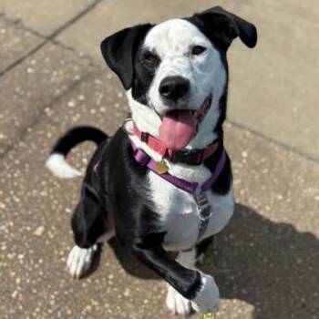 Earl Grey -  Border Collie and Shepherd Dog for Adoption in Richmond, Virginia - Earl Grey | PetCurious