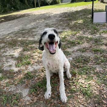 Sheepadoodle Dogs Available for Adoption in Tampa, Florida - Toodles BONDED WITH MINNIE | PetCurious