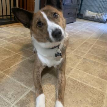 Toby -  Australian Shepherd Dog for Adoption in Winthrop, Massachusetts - Toby | PetCurious