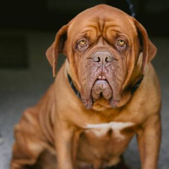 Lexi -  Dogue De Bordeaux Dog for Adoption in Zionsville, Indiana - Lexi | PetCurious