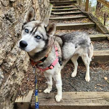Sasha Ann -  Siberian Husky and Mixed Breed Dog for Adoption in Falls Church, Virginia - Sasha Ann | PetCurious