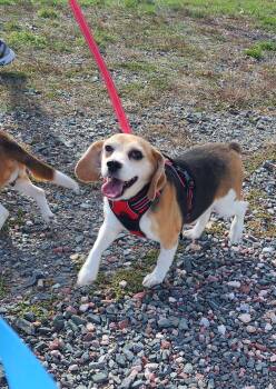 Rescue Beagle Dogs for Adoption in Hartville, Wyoming - Catalina | PetCurious