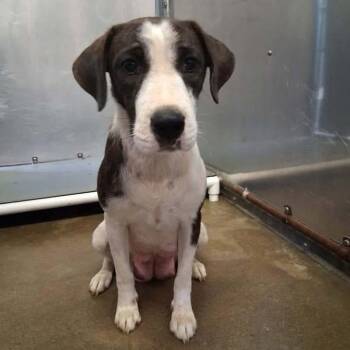 Mrs. Peach -  English Pointer and Labrador Retriever Dog for Adoption - Mrs. Peach | PetCurious