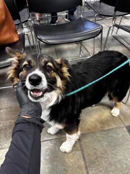 Border Collie and Mixed Breed Dogs Available for Adoption - 60784161 | PetCurious